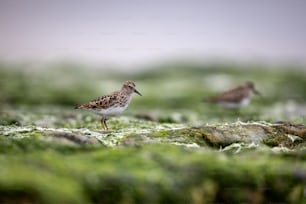 a couple of birds standing on top of a lush green field