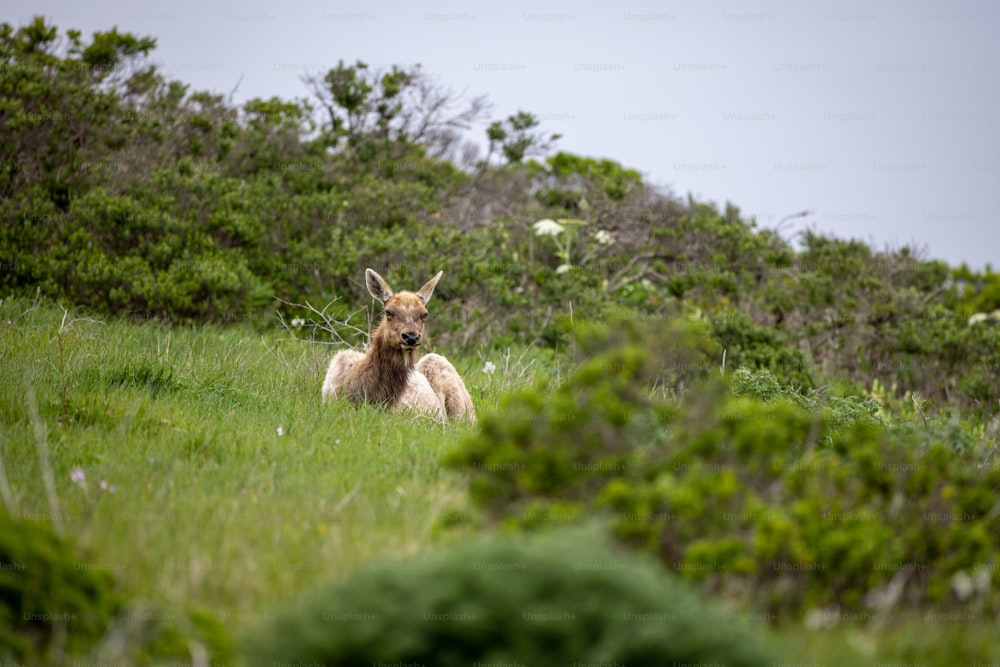 un cervo che giace in un campo d'erba