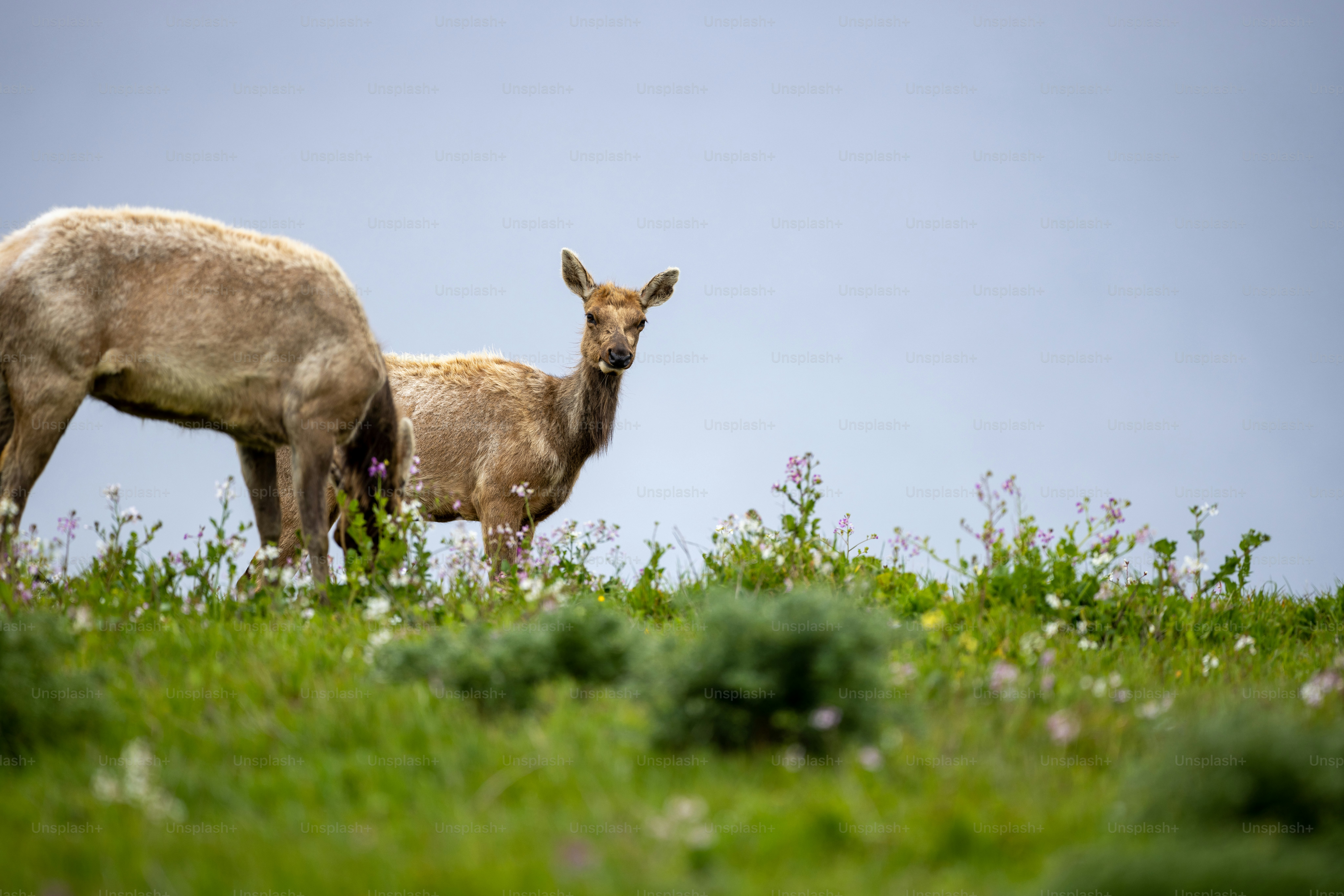 a couple of animals that are standing in the grass