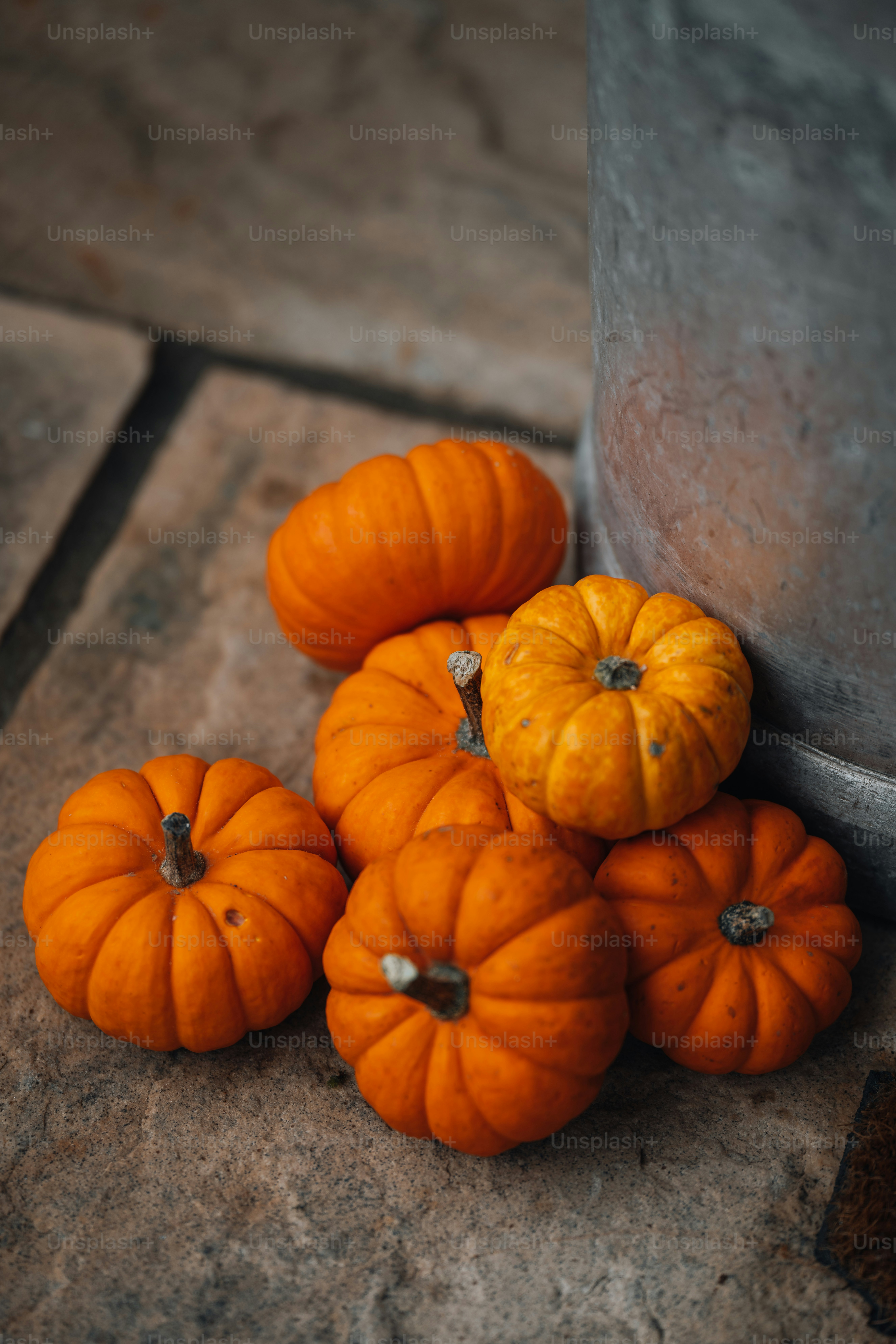 un bouquet de petites citrouilles assises par terre