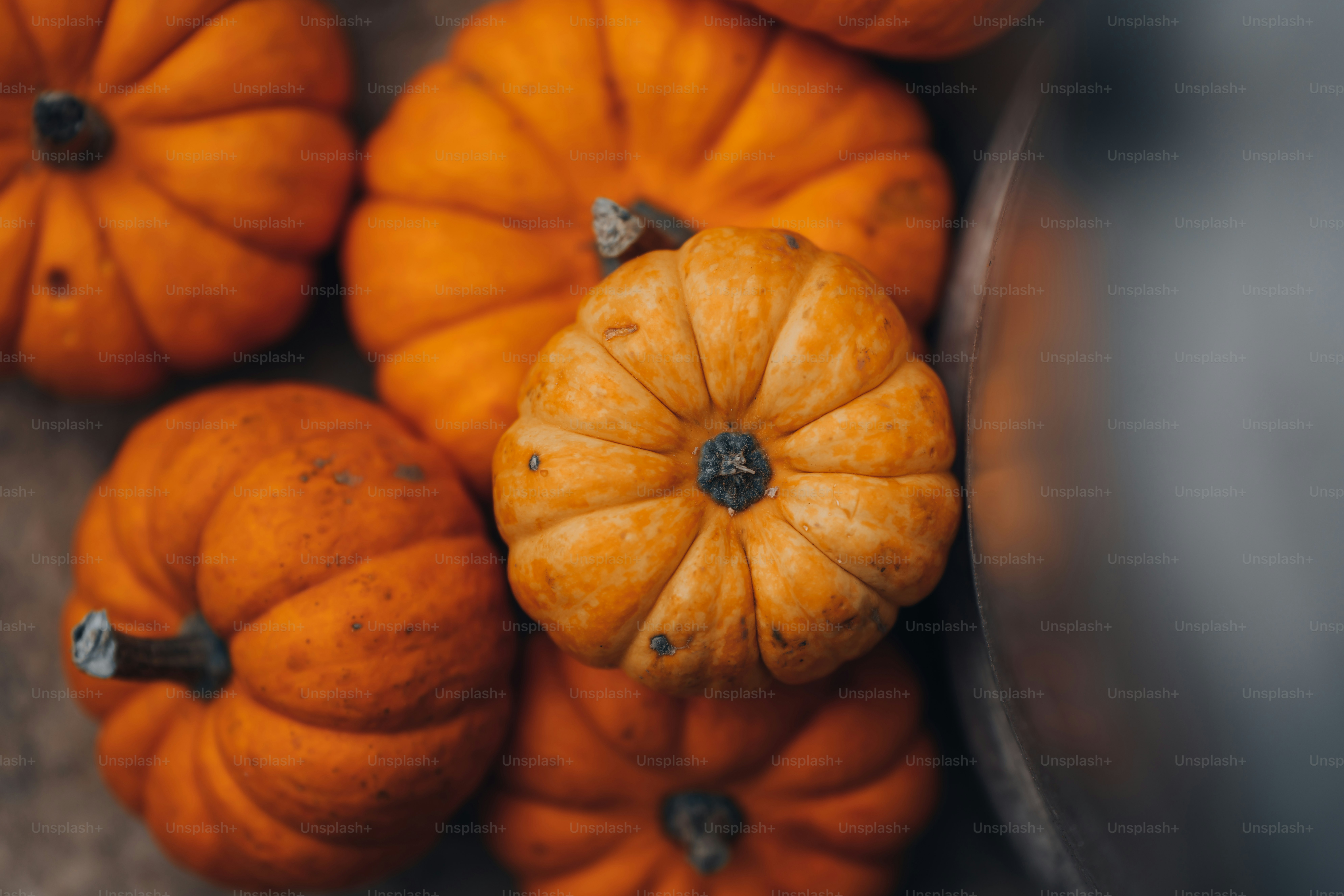 a bunch of small pumpkins sitting next to each other