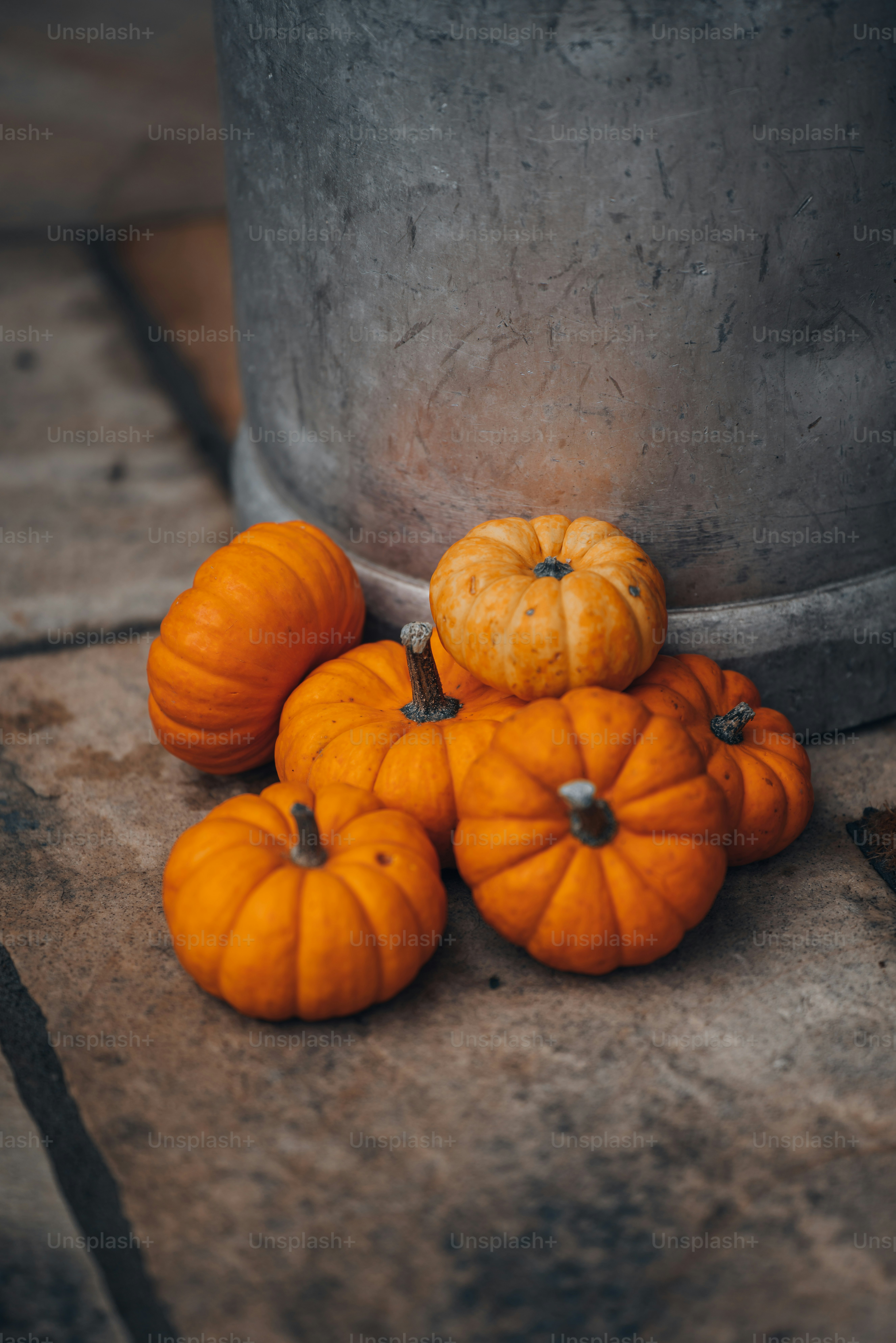 a bunch of small pumpkins sitting on the ground