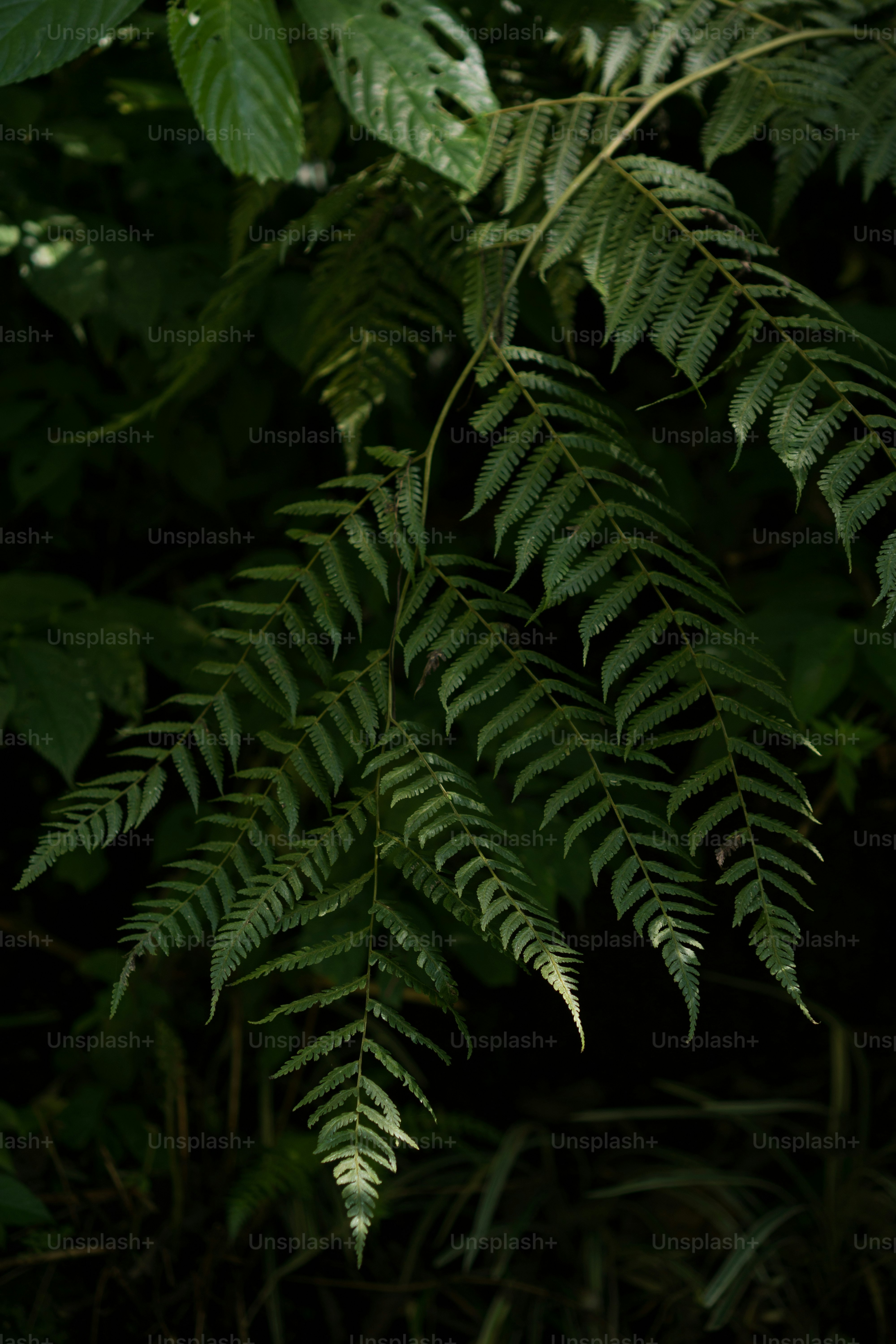 a close up of a green leafy plant