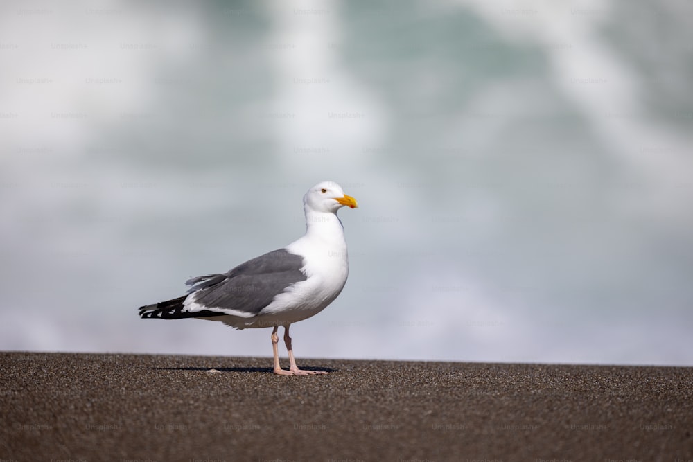 Una gaviota está parada en la arena cerca del agua