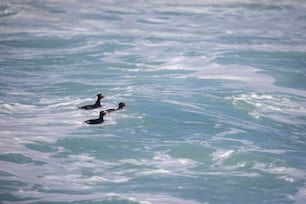 Ein paar Enten, die auf einem Gewässer schwimmen