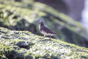 Un petit oiseau debout sur un rocher couvert de mousse