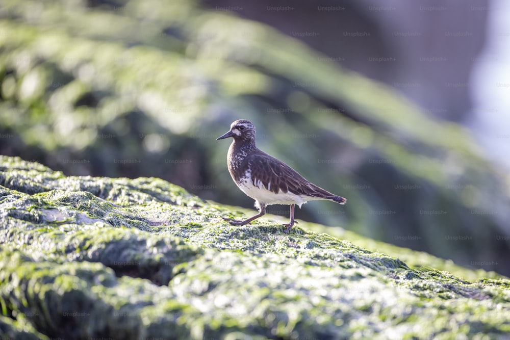 a small bird standing on a moss covered rock