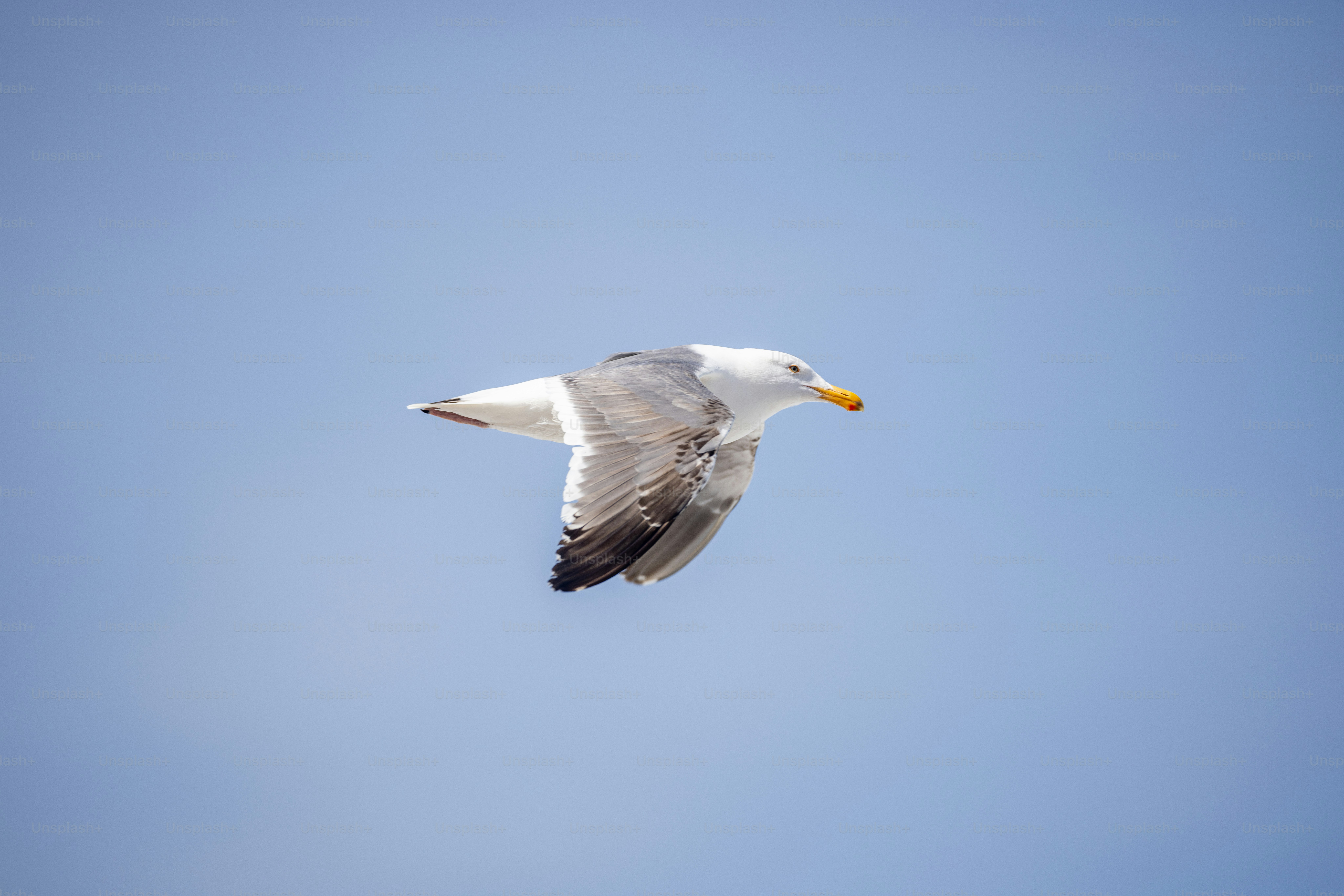 a seagull flying in a clear blue sky