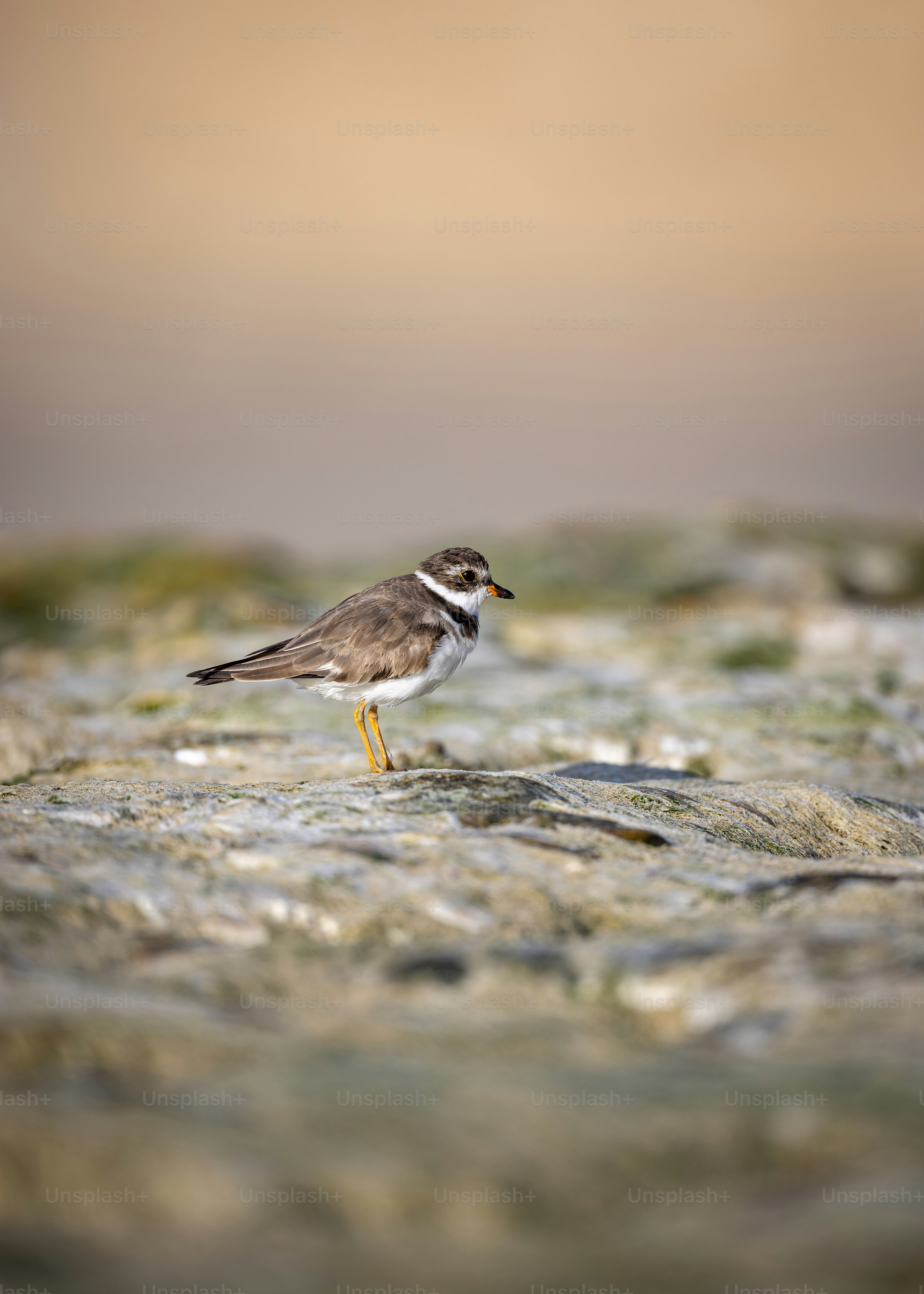 a small brown and white bird standing on a rock