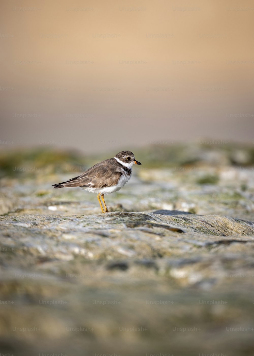 a small brown and white bird standing on a rock