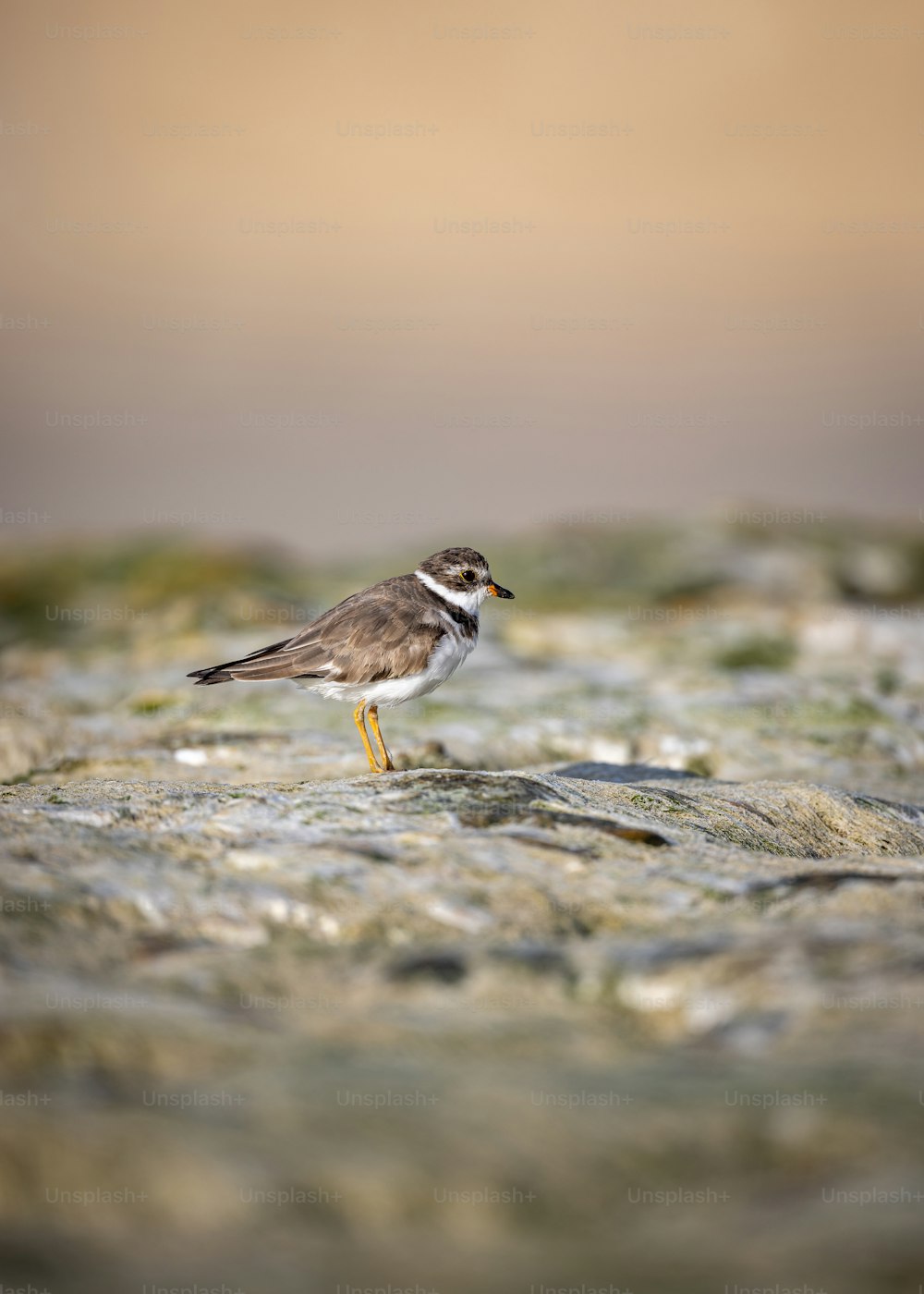 un piccolo uccello marrone e bianco in piedi su una roccia