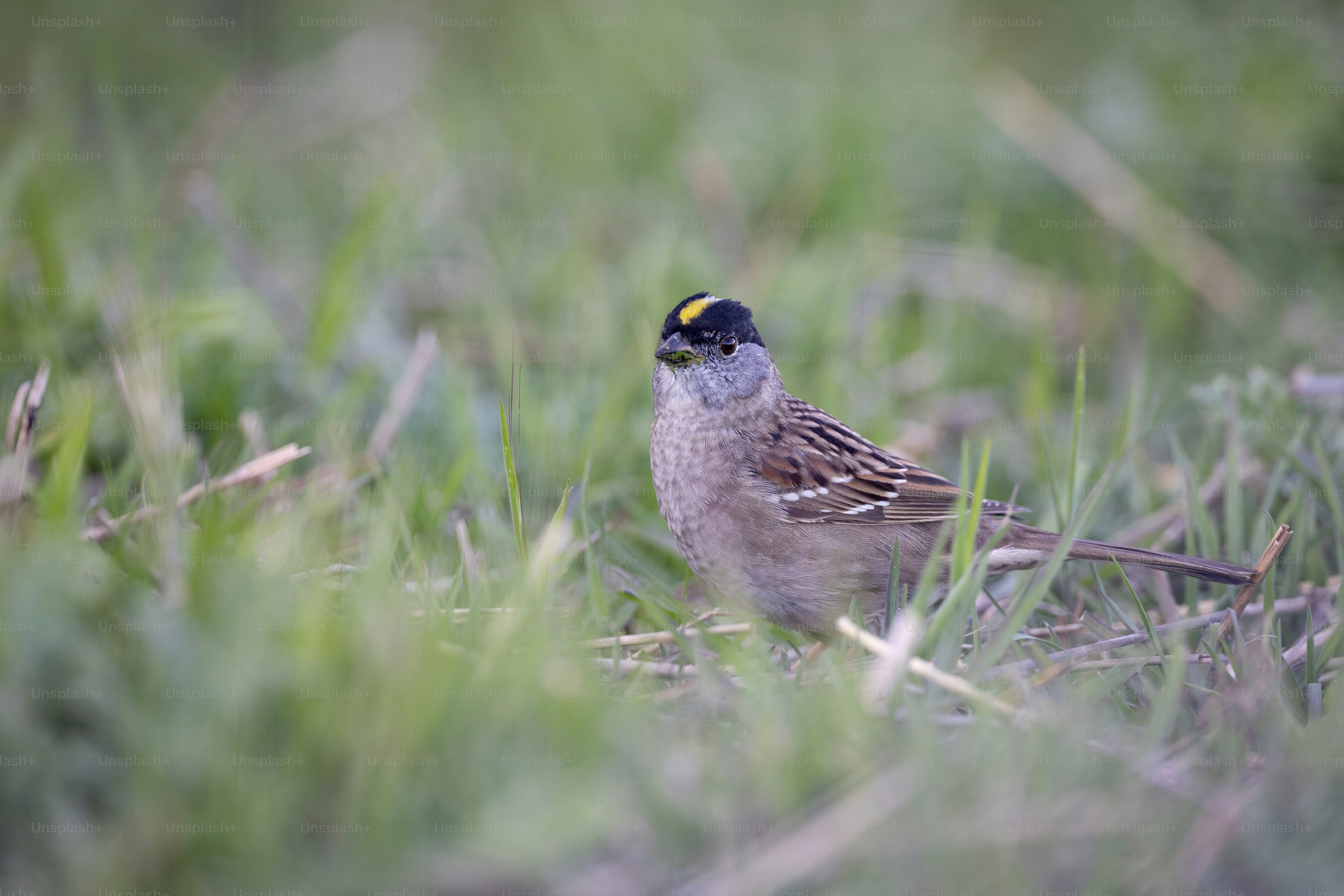 a small bird is standing in the grass