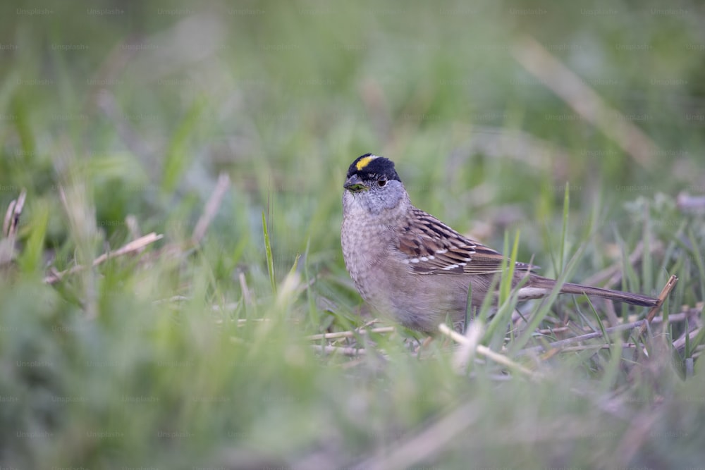 Un pequeño pájaro está parado en la hierba