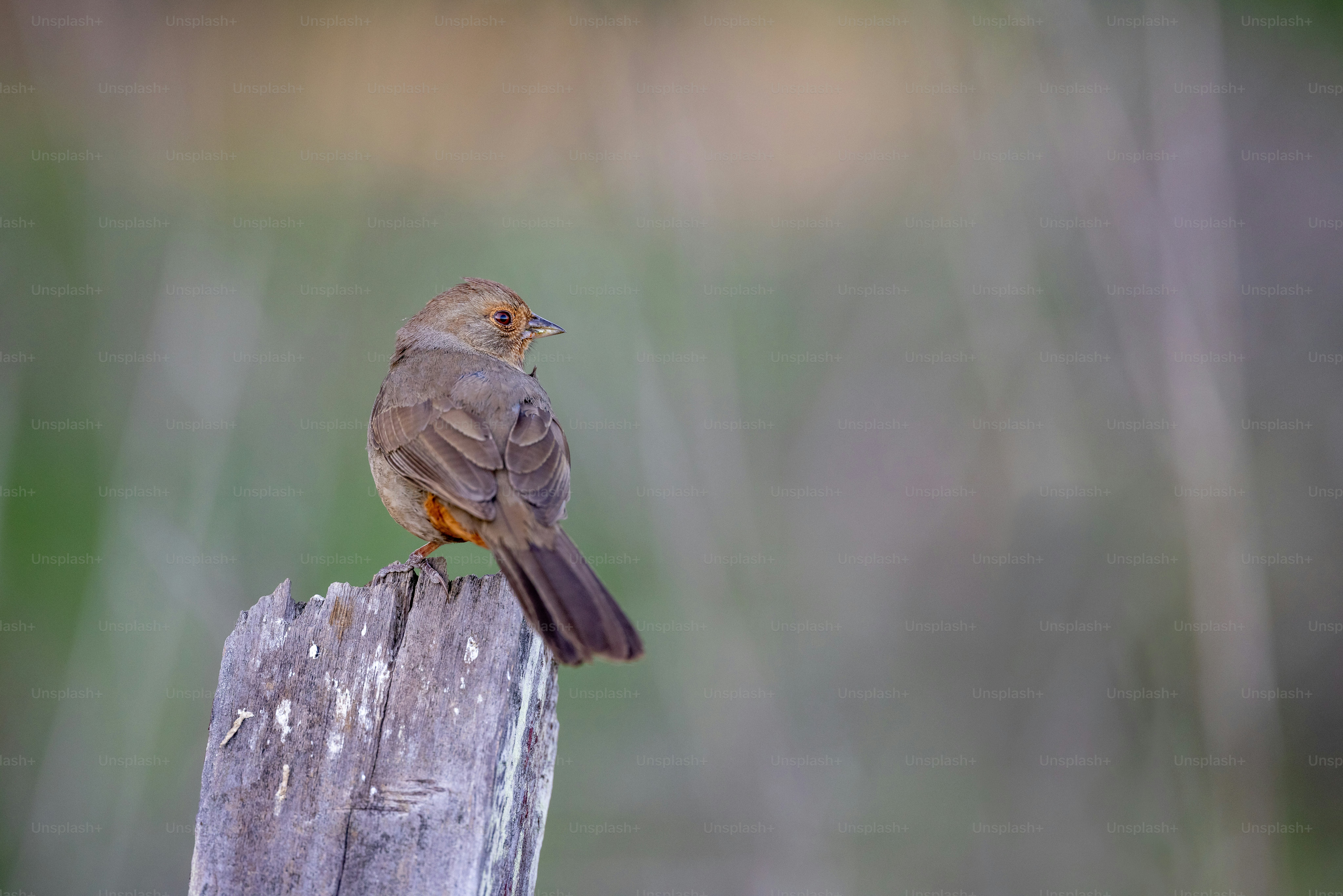 a small bird sitting on top of a wooden post