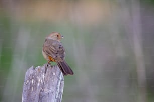 a small bird sitting on top of a wooden post