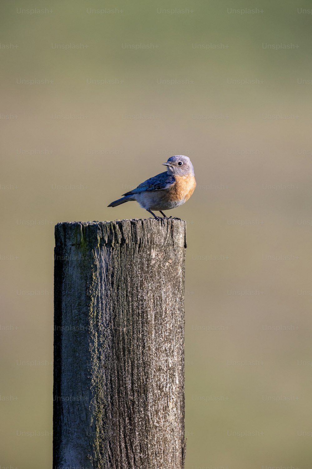 a small bird sitting on top of a wooden post