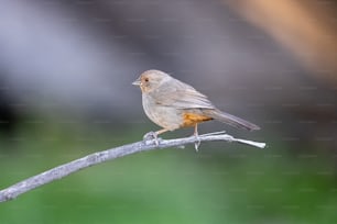 a small bird sitting on top of a branch