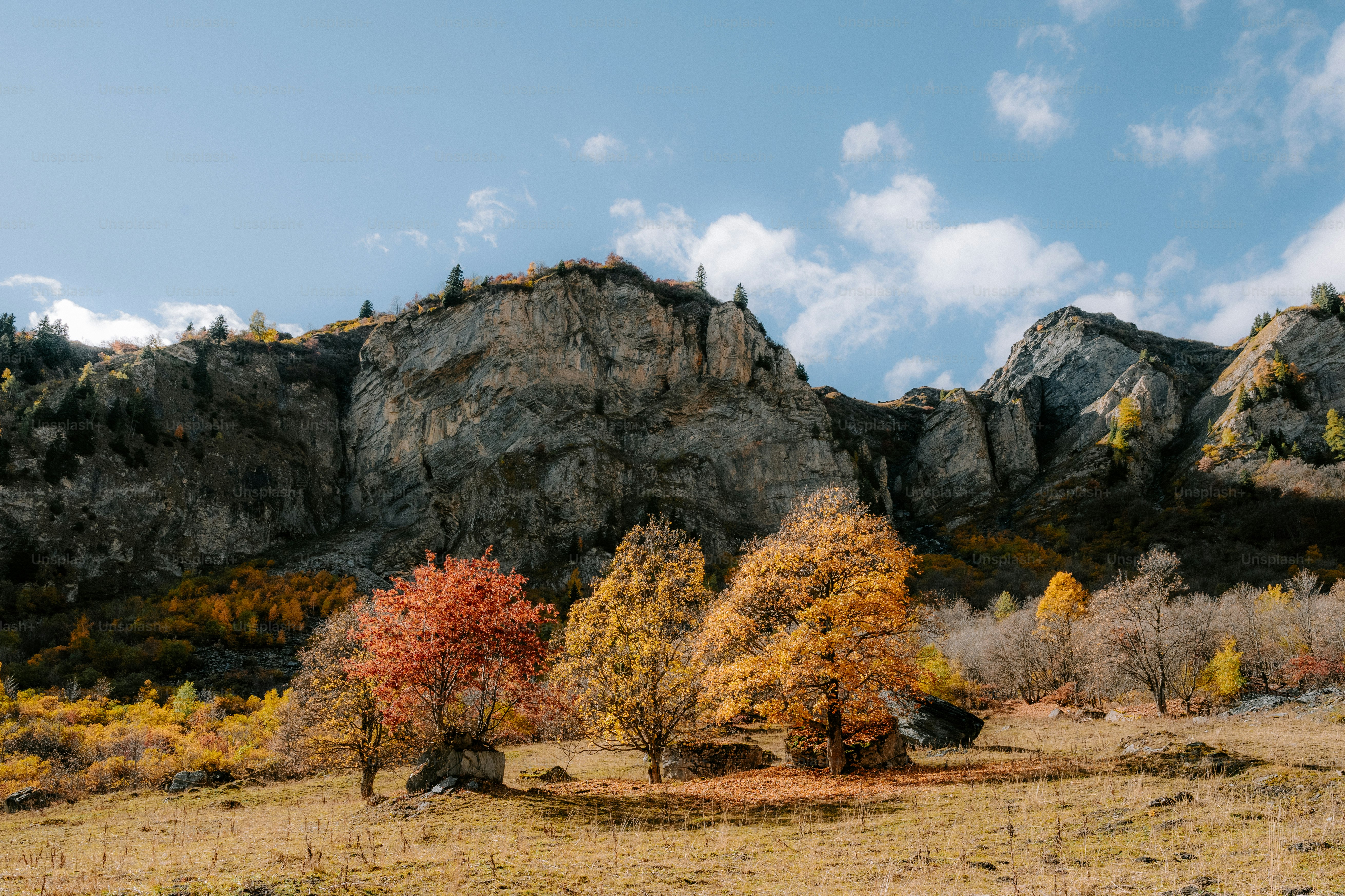 a group of trees in a field with mountains in the background