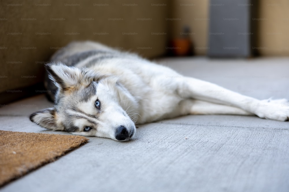 um cachorro deitado no chão ao lado de uma porta