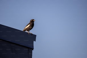 a bird sitting on top of a roof