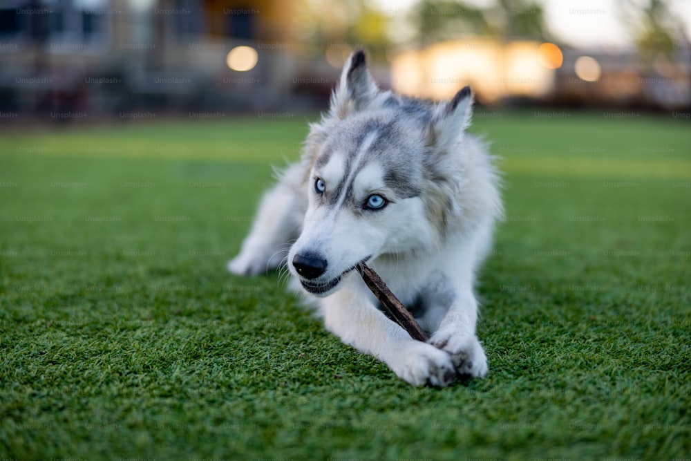 a white and gray dog with a stick in its mouth