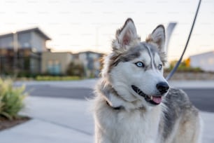 a close up of a dog on a leash