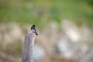 un petit oiseau perché au sommet d’un poteau en bois