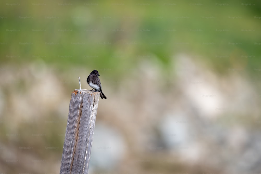a small bird perched on top of a wooden post