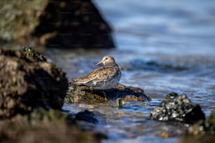 Un pájaro sentado en una roca en el agua