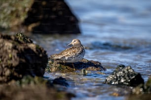 a bird sitting on a rock in the water