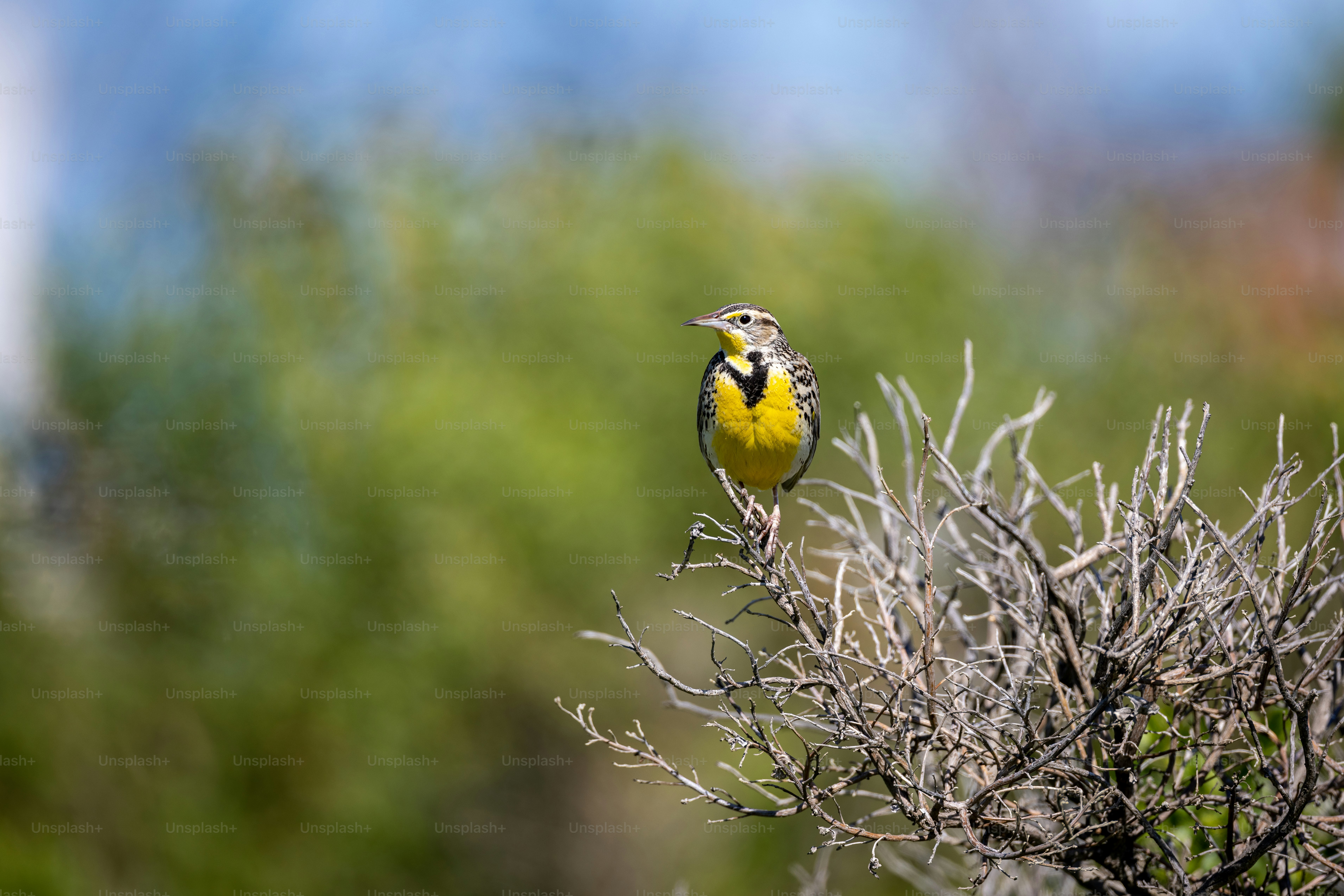 a yellow and black bird sitting on top of a tree