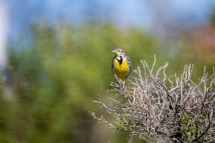 un oiseau jaune et noir assis au sommet d’un arbre