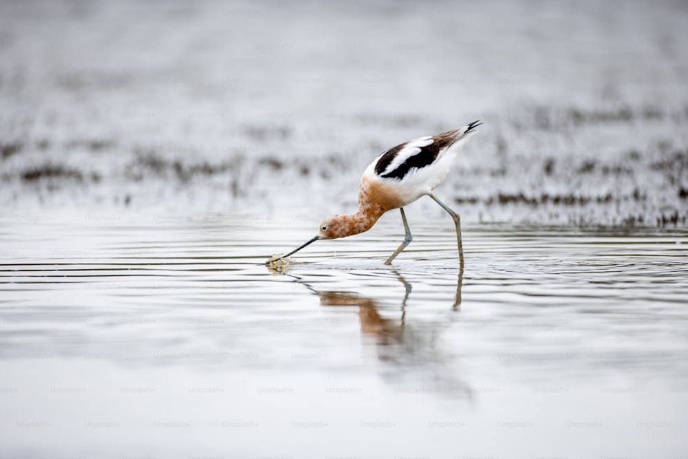 ein Vogel mit einem langen Schnabel, der im Wasser steht