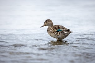 a duck that is standing in the water