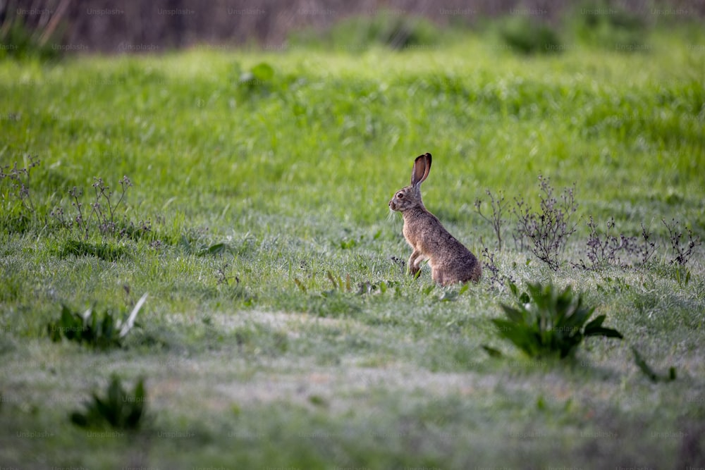 Ein Kaninchen sitzt auf einem Grasfeld