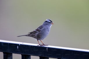 um pequeno pássaro sentado em cima de uma cerca de metal