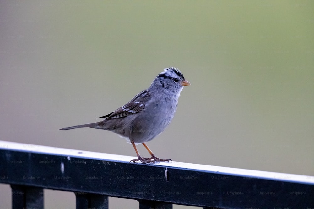 Un piccolo uccello seduto in cima a una recinzione metallica