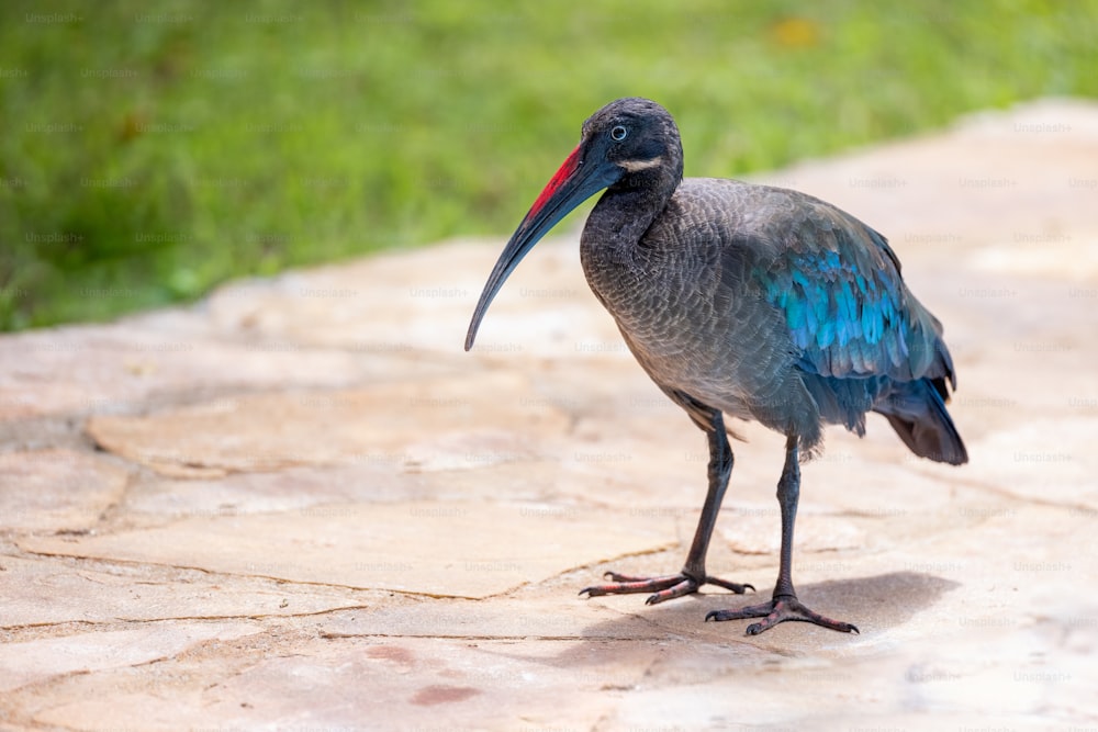 Un uccello blu e nero con un lungo becco