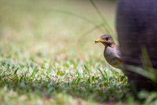 Ein kleiner Vogel, der auf einem üppig grünen Feld steht