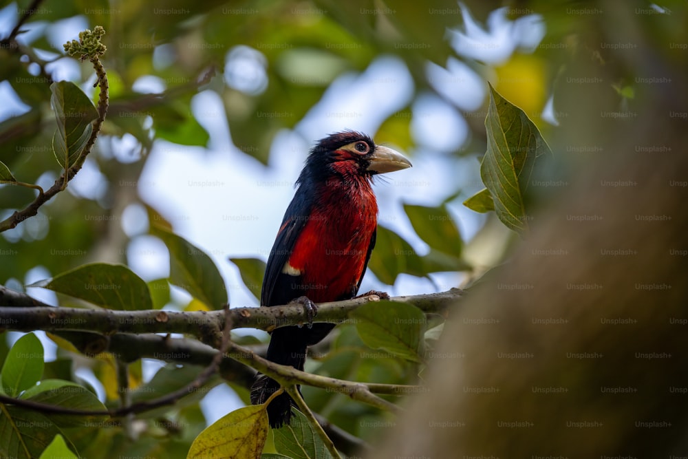 a red and black bird sitting on top of a tree branch