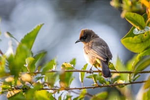 Ein kleiner Vogel sitzt auf einem Ast eines Baumes