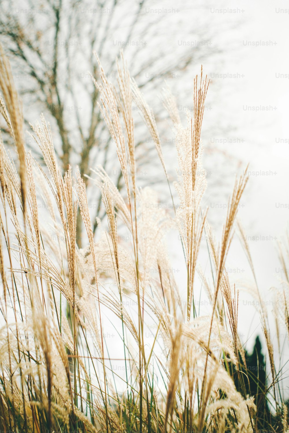 a field of tall grass with a tree in the background