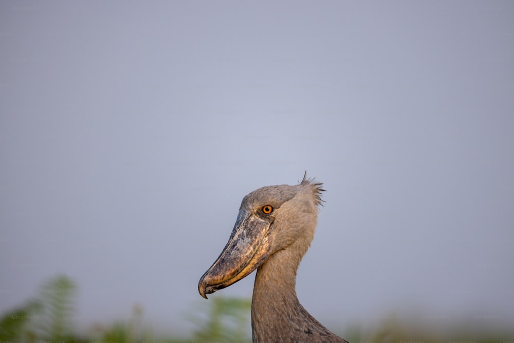 a close up of a bird with a sky background