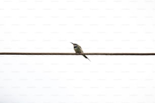 Un petit oiseau assis sur un fil avec un fond de ciel
