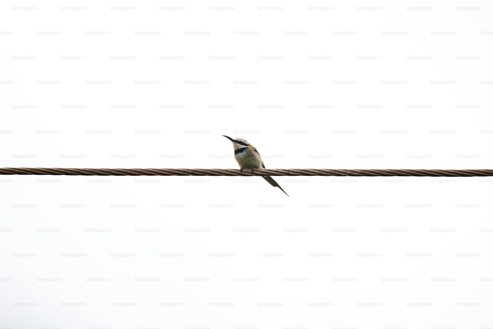 a small bird sitting on a wire with a sky background