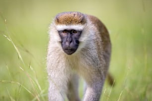 a close up of a monkey in a field of grass