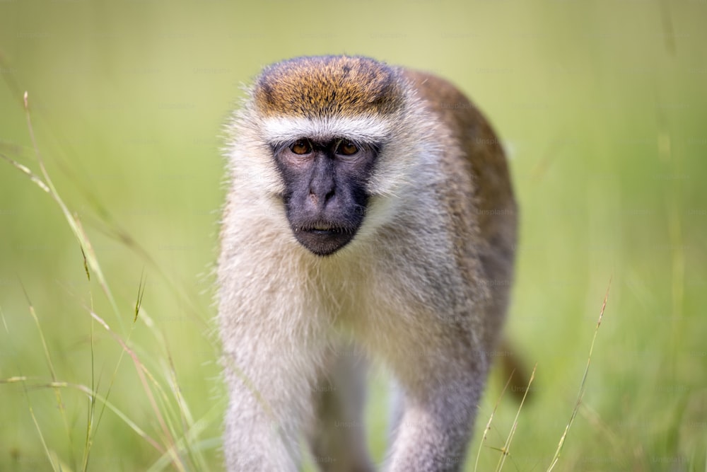 a close up of a monkey in a field of grass