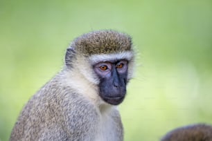 a close up of a monkey with a blurry background