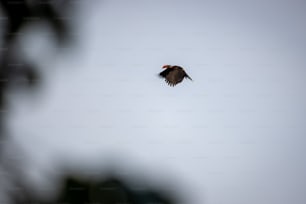 Un pájaro volando por el aire con sus alas extendidas