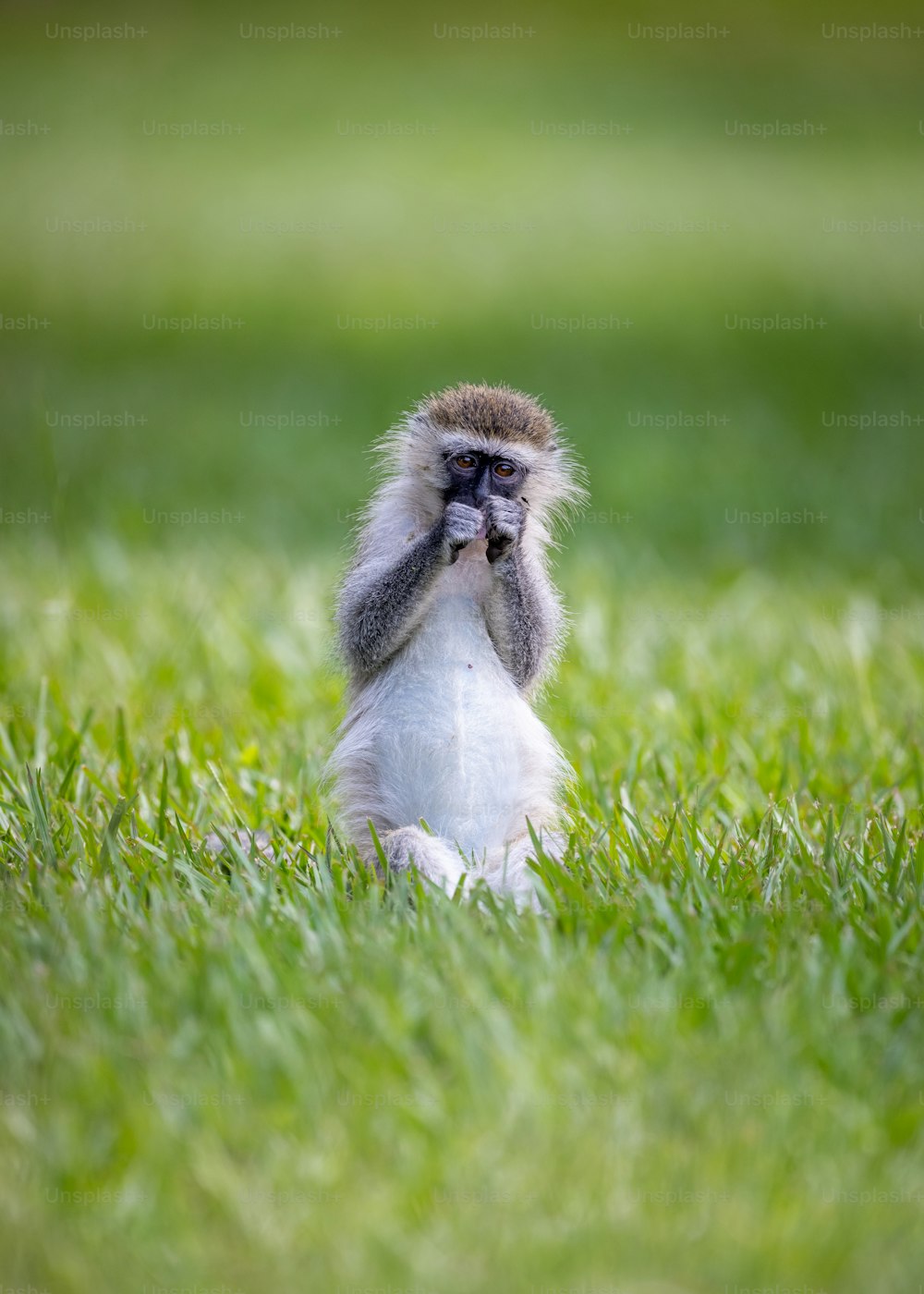 입을 벌리고 풀밭에 앉아 있는 원숭이